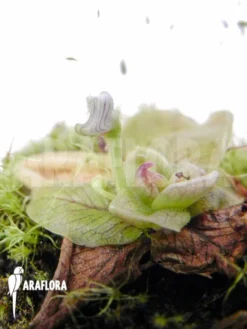 Butterworth 'Pinguicula Chilensis' -Green Haven Sales Store Pinguicula chilensis 5