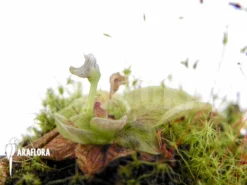 Butterworth 'Pinguicula Chilensis' -Green Haven Sales Store Pinguicula chilensis 6