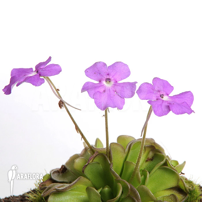 Butterworth 'Pinguicula Cyclosecta' 1 Butterworth 'Pinguicula Cyclosecta'
