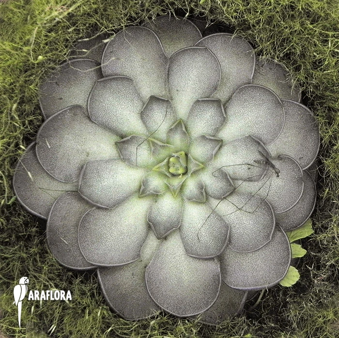 Butterworth 'Pinguicula Cyclosecta' 2 Butterworth 'Pinguicula Cyclosecta' - Image 2