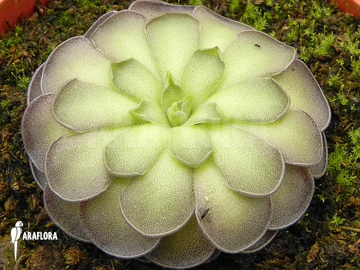 Butterworth 'Pinguicula Cyclosecta' 6 Butterworth 'Pinguicula Cyclosecta' - Image 6