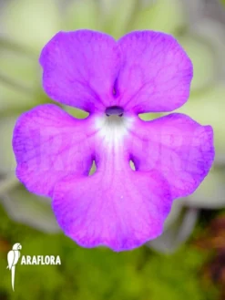 Butterworth 'Pinguicula Cyclosecta' 10 Butterworth 'Pinguicula Cyclosecta' -Green Haven Sales Store Pinguicula cyclosecta 6