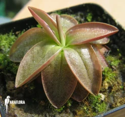Butterworth 'Pinguicula Planifolia' -Green Haven Sales Store Pinguicula planifolia 2