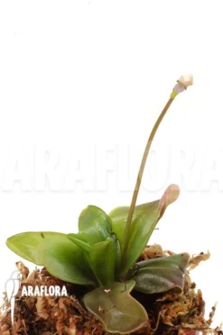 Butterworth 'Pinguicula Planifolia'