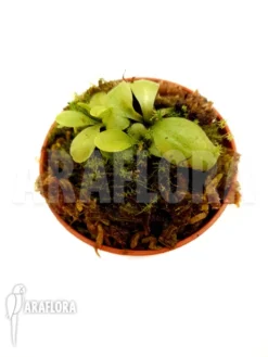 Butterworth 'Pinguicula Poldinii'