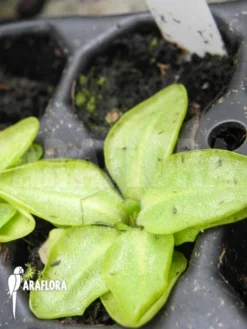 Butterworth 'Pinguicula Poldinii' -Green Haven Sales Store Pinguicula poldinii 3