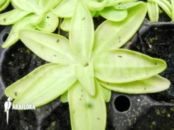 Butterworth 'Pinguicula Poldinii' -Green Haven Sales Store Pinguicula poldinii 4