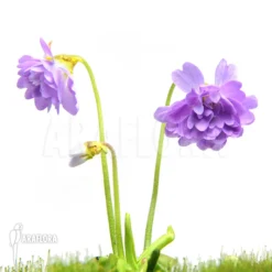 Butterworth 'Pinguicula Primuliflora 'Rose'