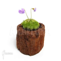 Butterworth 'Pinguicula Primuliflora 'Rose' -Green Haven Sales Store Pinguicula primuliflora Rose 2