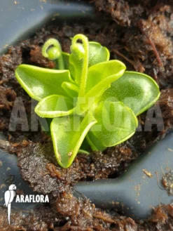Butterworth 'Pinguicula Pumila' 'Pink'