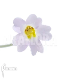 Butterworth 'Pinguicula Pumila' 'Pink' -Green Haven Sales Store Pinguicula pumila pink 3