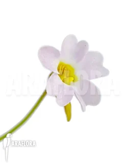 Butterworth 'Pinguicula Pumila' 'Pink' -Green Haven Sales Store Pinguicula pumila pink 4