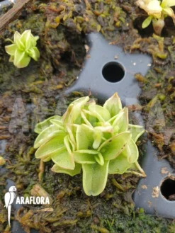 Butterworth 'Pinguicula Pumila' 'Yellow' 9 Butterworth 'Pinguicula Pumila' 'Yellow' -Green Haven Sales Store Pinguicula pumila yellow 5