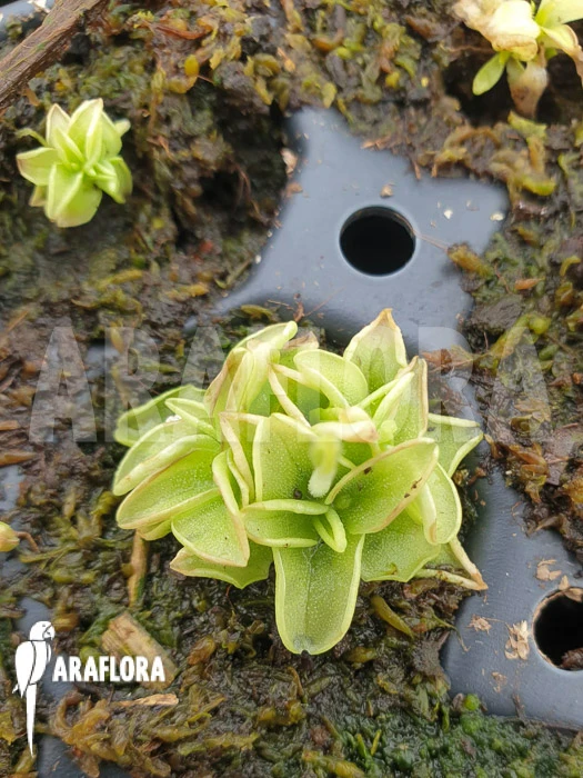 Butterworth 'Pinguicula Pumila' 'Yellow' 5 Butterworth 'Pinguicula Pumila' 'Yellow' - Image 5