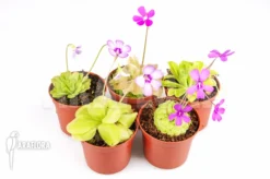 Butterworth 'Pinguicula Starter Package 5