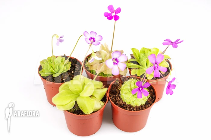 Butterworth 'Pinguicula Starter Package 5 1 Butterworth 'Pinguicula Starter Package 5
