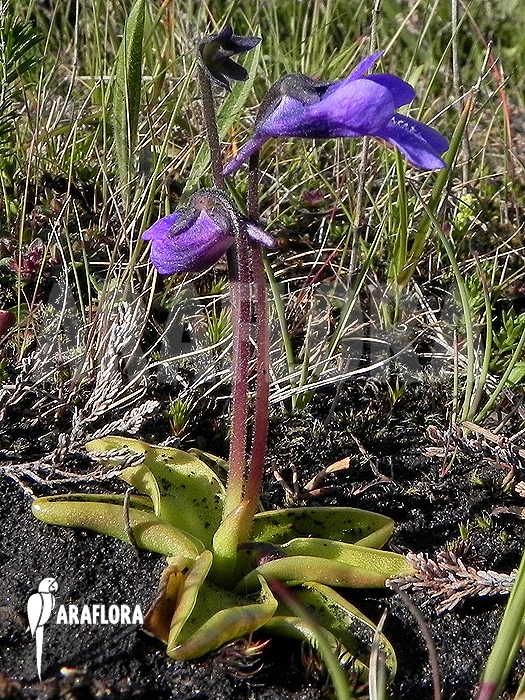 Butterworth 'Pinguicula Vulgaris' 6 Butterworth 'Pinguicula Vulgaris' - Image 6