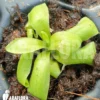 Butterworth 'Pinguicula Vulgaris'