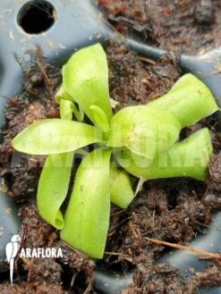 Butterworth 'Pinguicula Vulgaris'