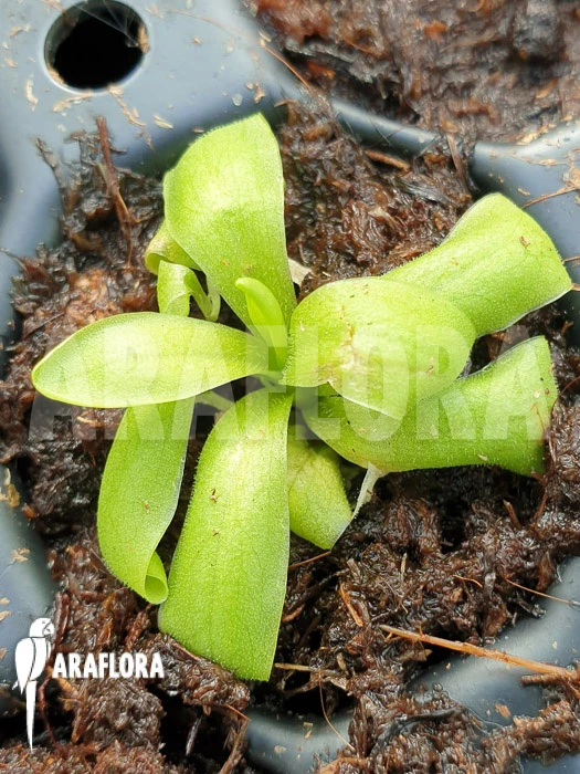 Butterworth 'Pinguicula Vulgaris' 1 Butterworth 'Pinguicula Vulgaris'
