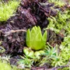 Butterworth 'Pinguicula Vulgaris 'Winter Bud'