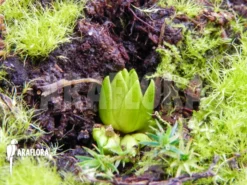 Butterworth 'Pinguicula Vulgaris 'Winter Bud'