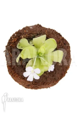 Butterworth 'Pinguicula X 'Weser' 'Alba'