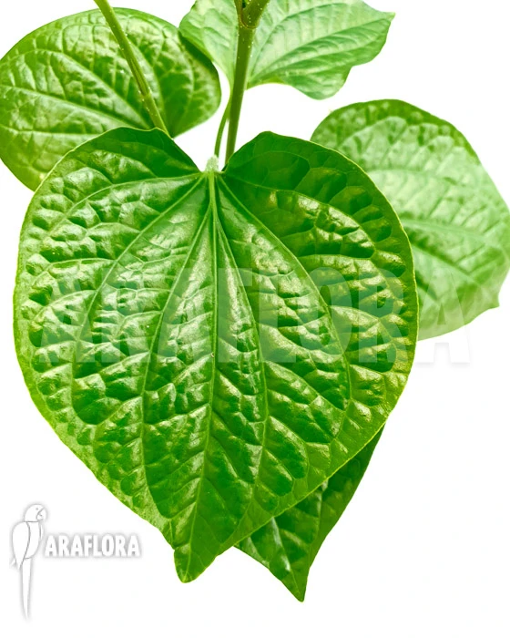 Piper Sarmentosum 1 Piper Sarmentosum