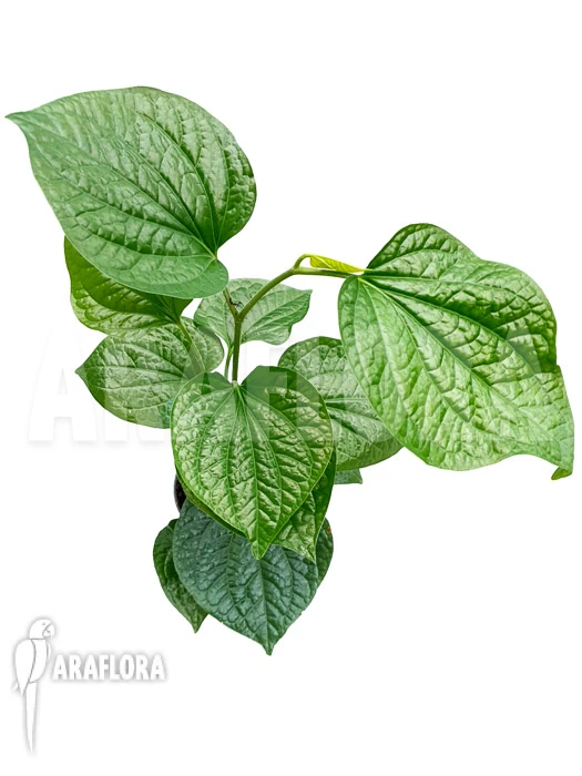 Piper Sarmentosum 3 Piper Sarmentosum - Image 3