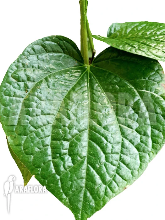 Piper Sarmentosum 2 Piper Sarmentosum - Image 2