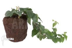 Piper Sylvaticum -Green Haven Sales Store Piper sylvaticum 3