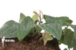 Piper Sylvaticum -Green Haven Sales Store Piper sylvaticum 4