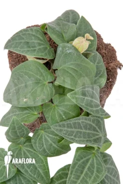 Piper Sylvaticum -Green Haven Sales Store Piper sylvaticum 5