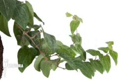 Piper Sylvaticum -Green Haven Sales Store Piper sylvaticum 6