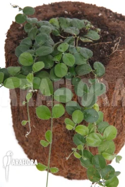 Plant Species A2 Costa Rica