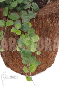 Plant Species A2 Costa Rica -Green Haven Sales Store Plant species a2 costa rica 3