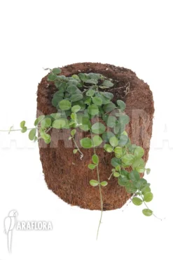 Plant Species A2 Costa Rica -Green Haven Sales Store Plant species a2 costa rica 4