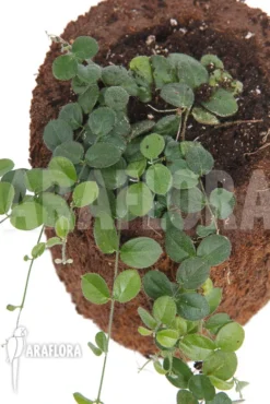 Plant Species A2 Costa Rica -Green Haven Sales Store Plant species a2 costa rica 5
