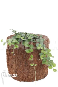 Plant Species A2 Costa Rica -Green Haven Sales Store Plant species a2 costa rica 6