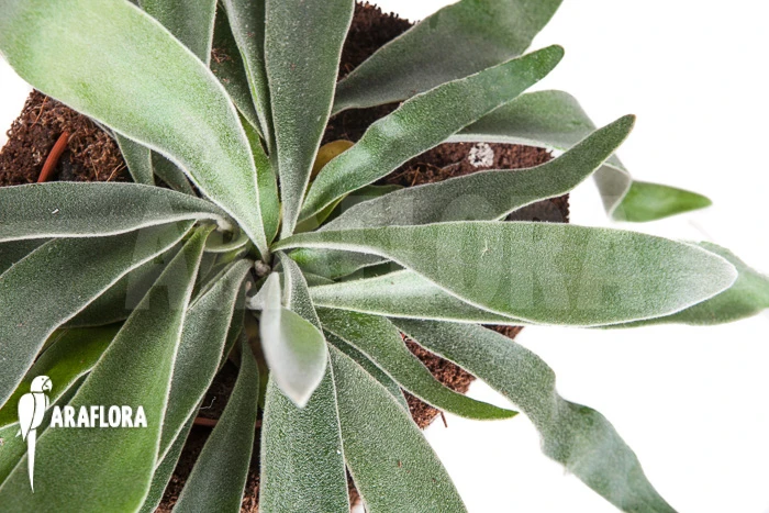 Staghorn Fern 'Platycerium Veitchii' 1 Staghorn Fern 'Platycerium Veitchii'