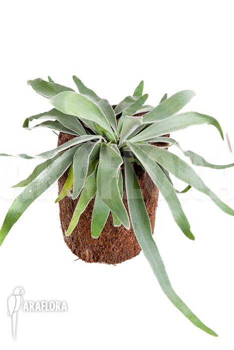 Staghorn Fern 'Platycerium Veitchii' 4 Staghorn Fern 'Platycerium Veitchii' - Image 4