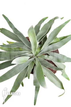 Staghorn Fern 'Platycerium Veitchii' 6 Staghorn Fern 'Platycerium Veitchii' -Green Haven Sales Store Platycerium veitchii 3