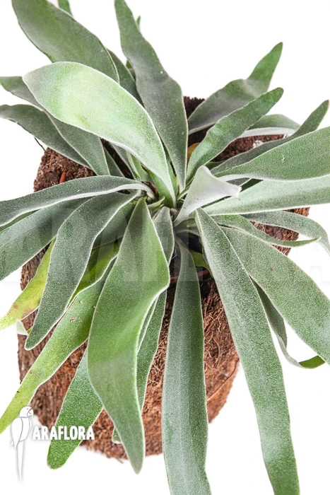 Staghorn Fern 'Platycerium Veitchii' 2 Staghorn Fern 'Platycerium Veitchii' - Image 2