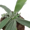 Staghorn Fern 'Platycerium Veitchii' 'M'