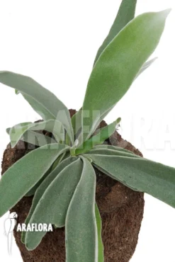 Staghorn Fern 'Platycerium Veitchii' 'M'