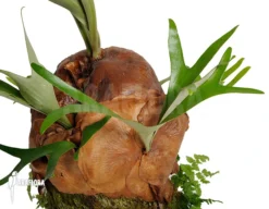 Platycerium X 'Braam' (XL) -Green Haven Sales Store Platycerium x Braam XL 3