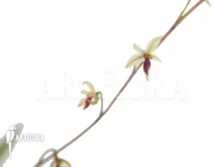 Orchid 'Platystele Misera'