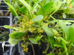 Orchid 'Platystele Stenostachya'