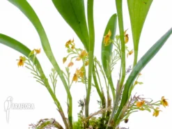 Orchid 'Platystele Stenostachya' 'Starter' -Green Haven Sales Store Platystele stenostachya starter 3