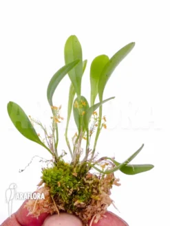 Orchid 'Platystele Stenostachya' 'Starter' -Green Haven Sales Store Platystele stenostachya starter 4